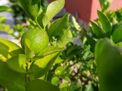 Denia Chalet Deveses