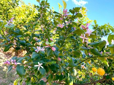 Ferienhaus Christina Deveses Denia